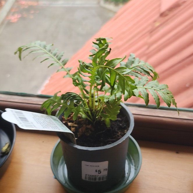 Photo of the plant species Silver Lady Fern by @VipSedge90 named Paris on Greg, the plant care app