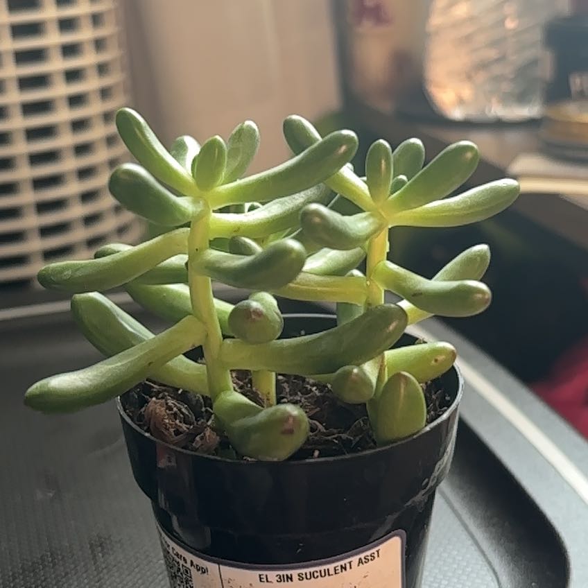 Photo of the plant species Sedum 'Salsa' by @DedicatedPlain8 named Harmony on Greg, the plant care app