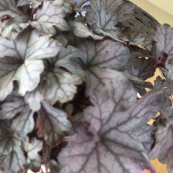 Plant care for Heucherella 'Cracked Ice' on Greg, the plant care app