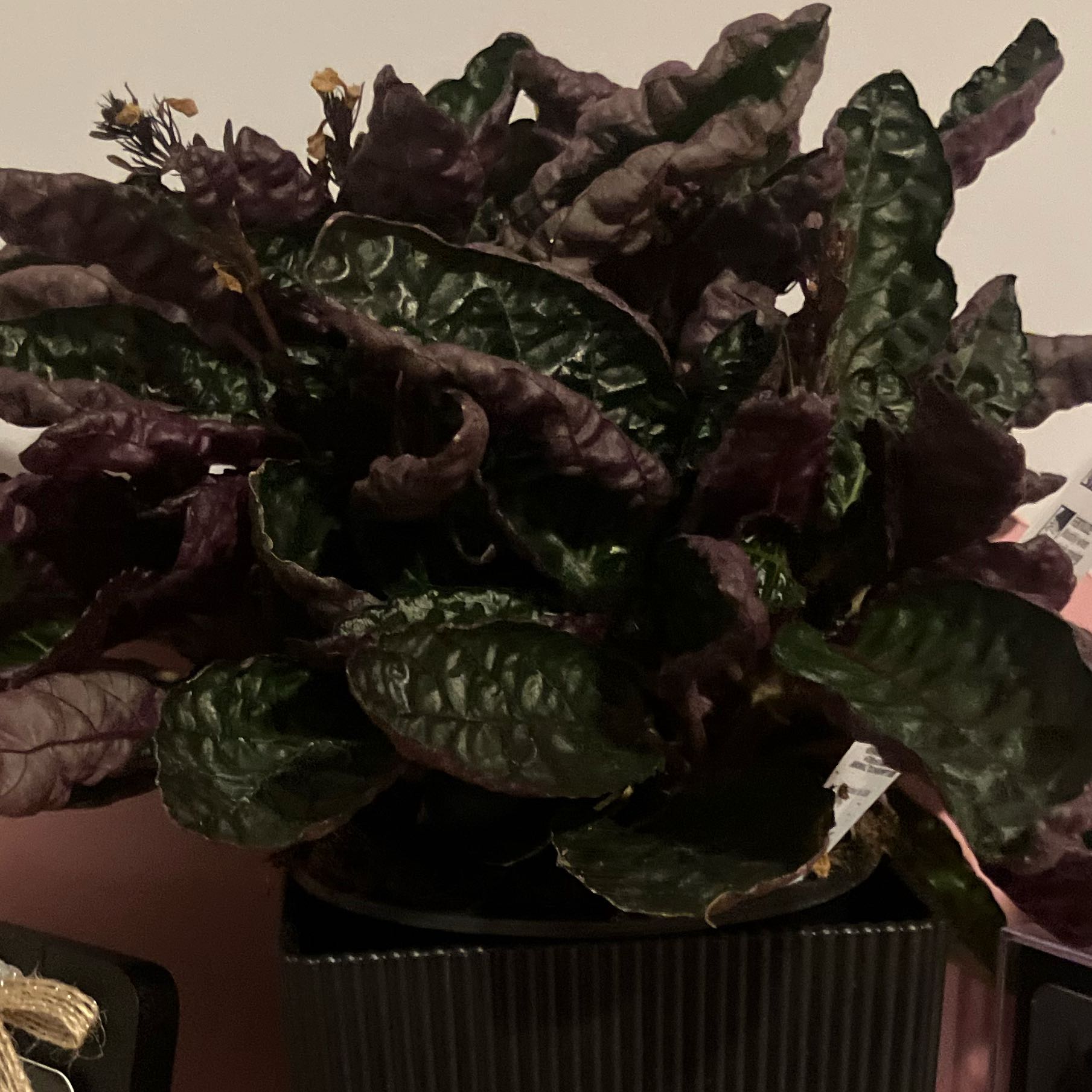 Photo of the plant species Purple Waffle Plant by @AlertButterweed named Nyx on Greg, the plant care app