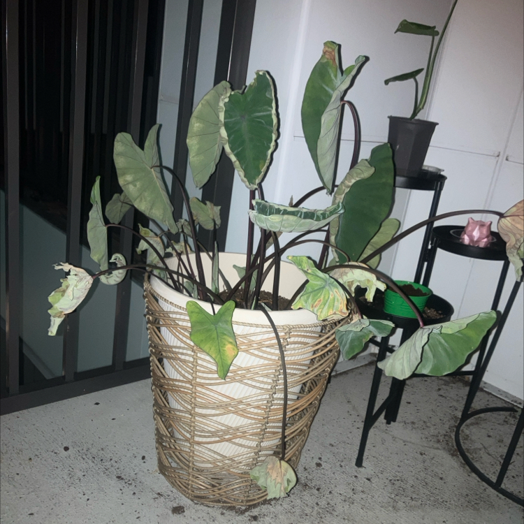 Photo of the plant species Black Magic Elephant Ear by @AlertButterweed named Billie on Greg, the plant care app