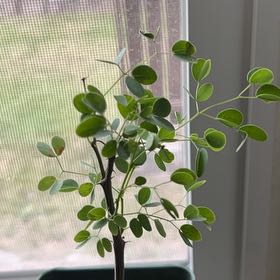 Photo of the plant species Black Monkey Thorn Tree by @PurelyBeachplum named Tupot amaroot on Greg, the plant care app