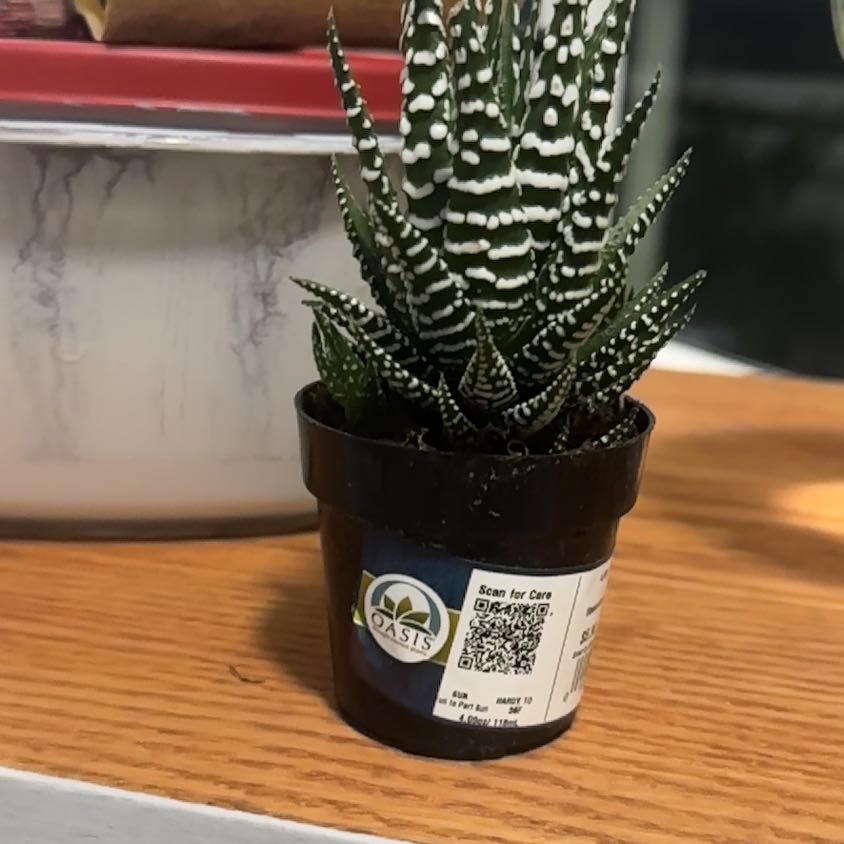 Photo of the plant species Assorted Haworthia by @FastRosemoss53 named Opie on Greg, the plant care app
