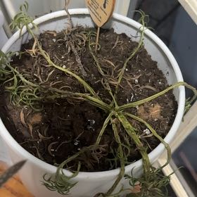 Plant care for pepperomia bellybuttons on Greg, the plant care app