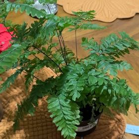 Photo of the plant species Bronze Venus Fern by @SpicySalad9 named Kobe on Greg, the plant care app