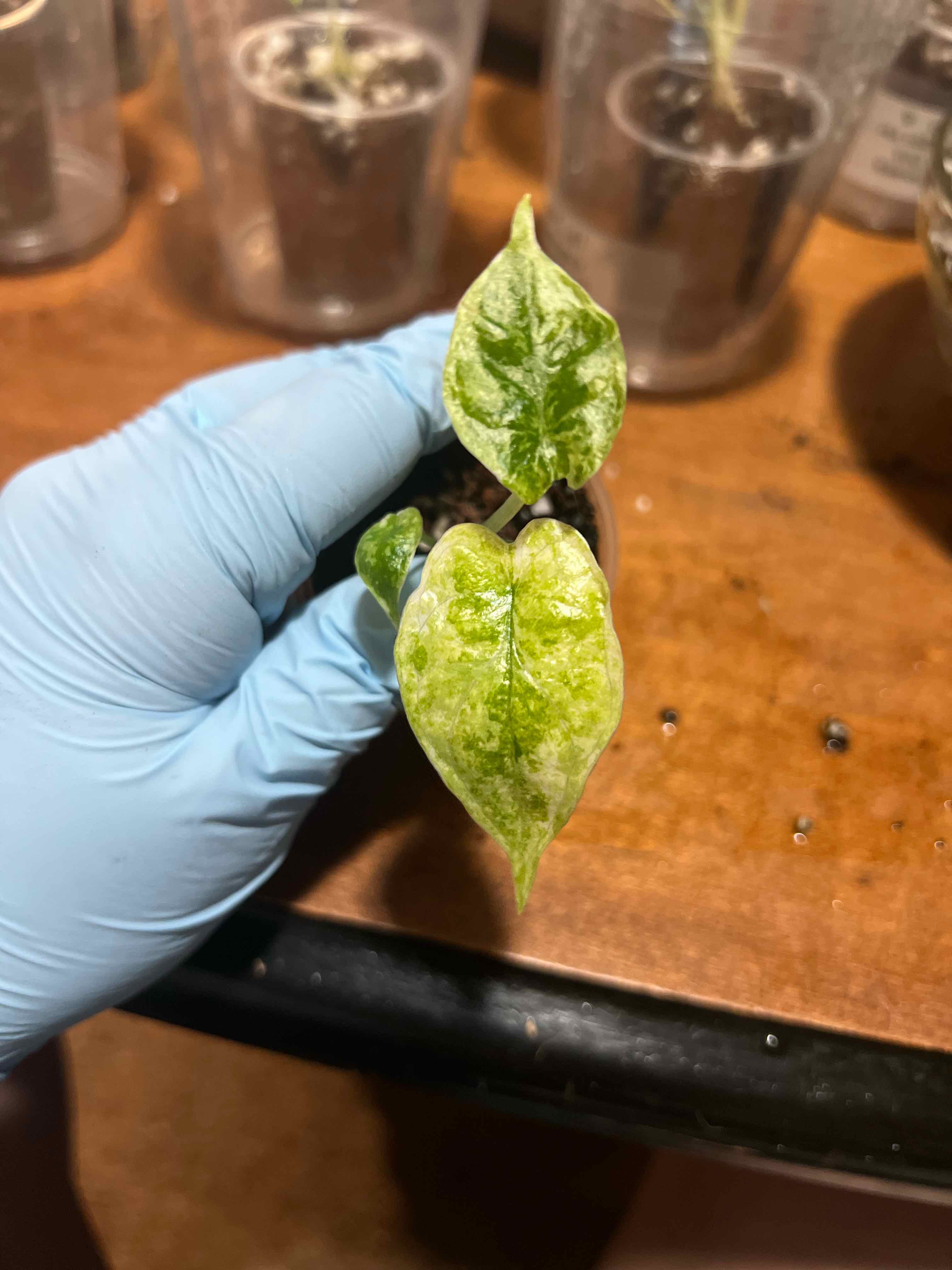Photo of the plant species Varigated Dragon Scale by @MoonrootAndRune named Emerson marble var on Greg, the plant care app