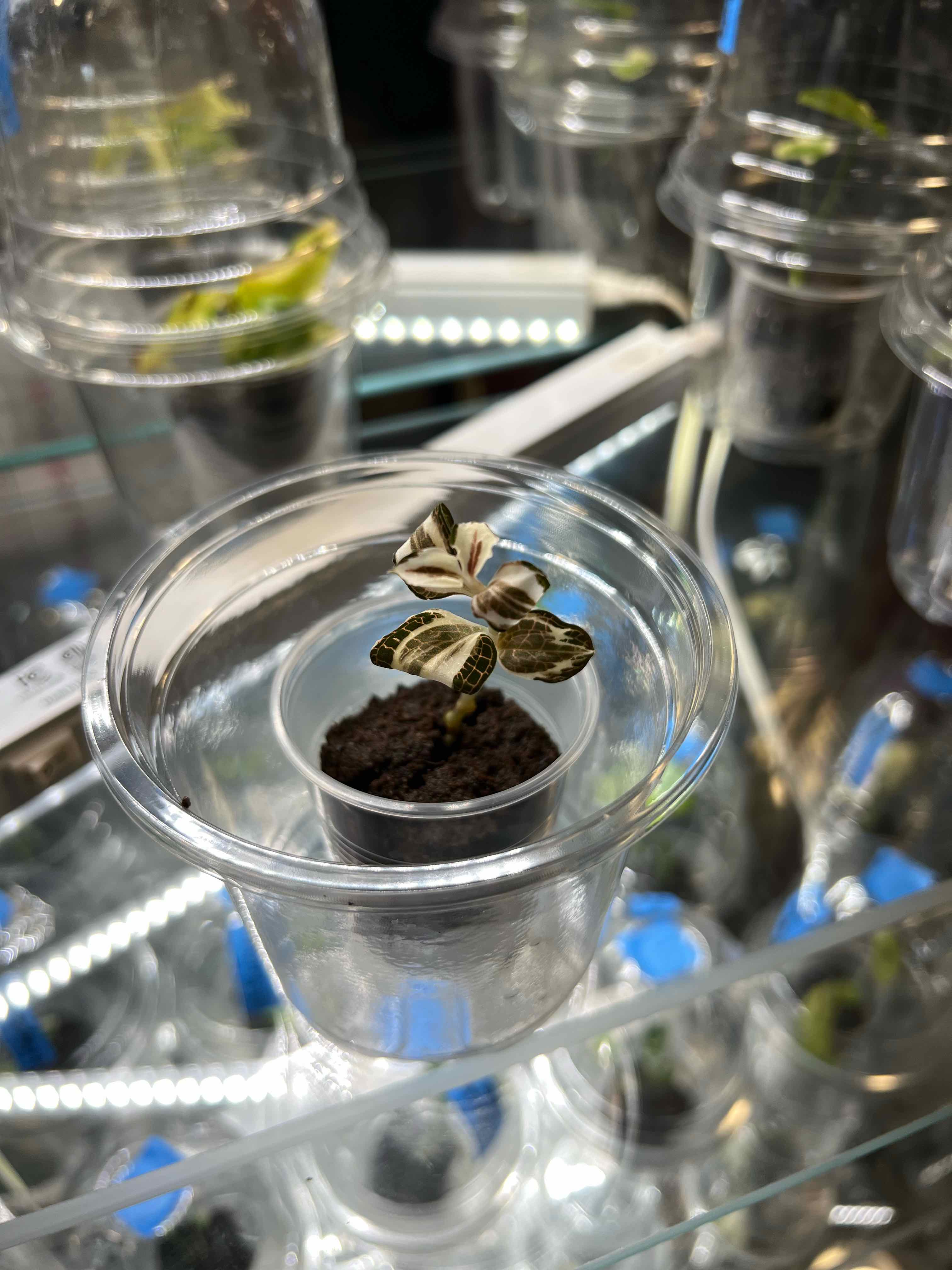 Photo of the plant species Lightning Jewel Orchid by @MoonrootAndRune named Roxii on Greg, the plant care app