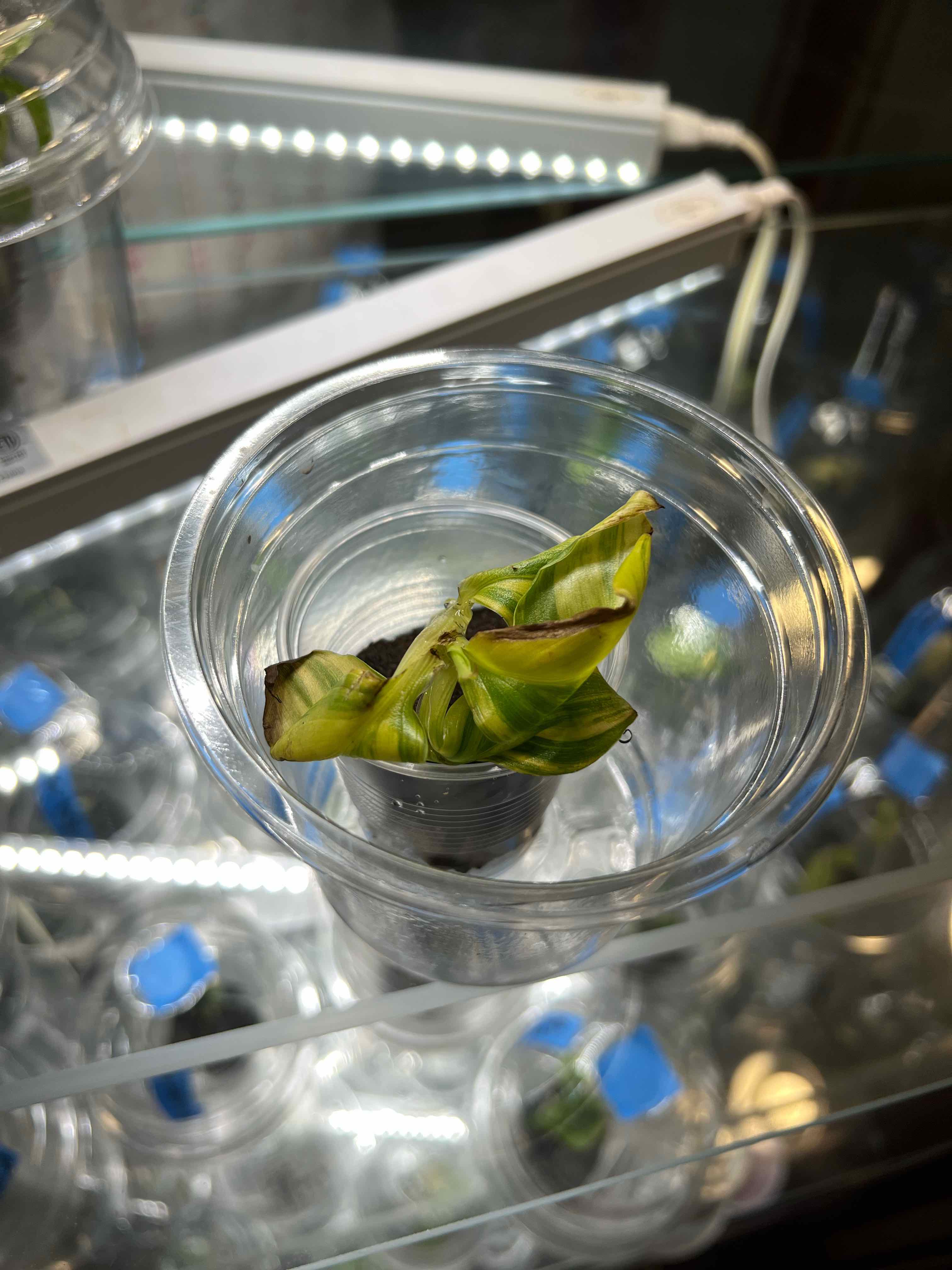 Photo of the plant species Florida Variegated Banana by @MoonrootAndRune named Florida on Greg, the plant care app