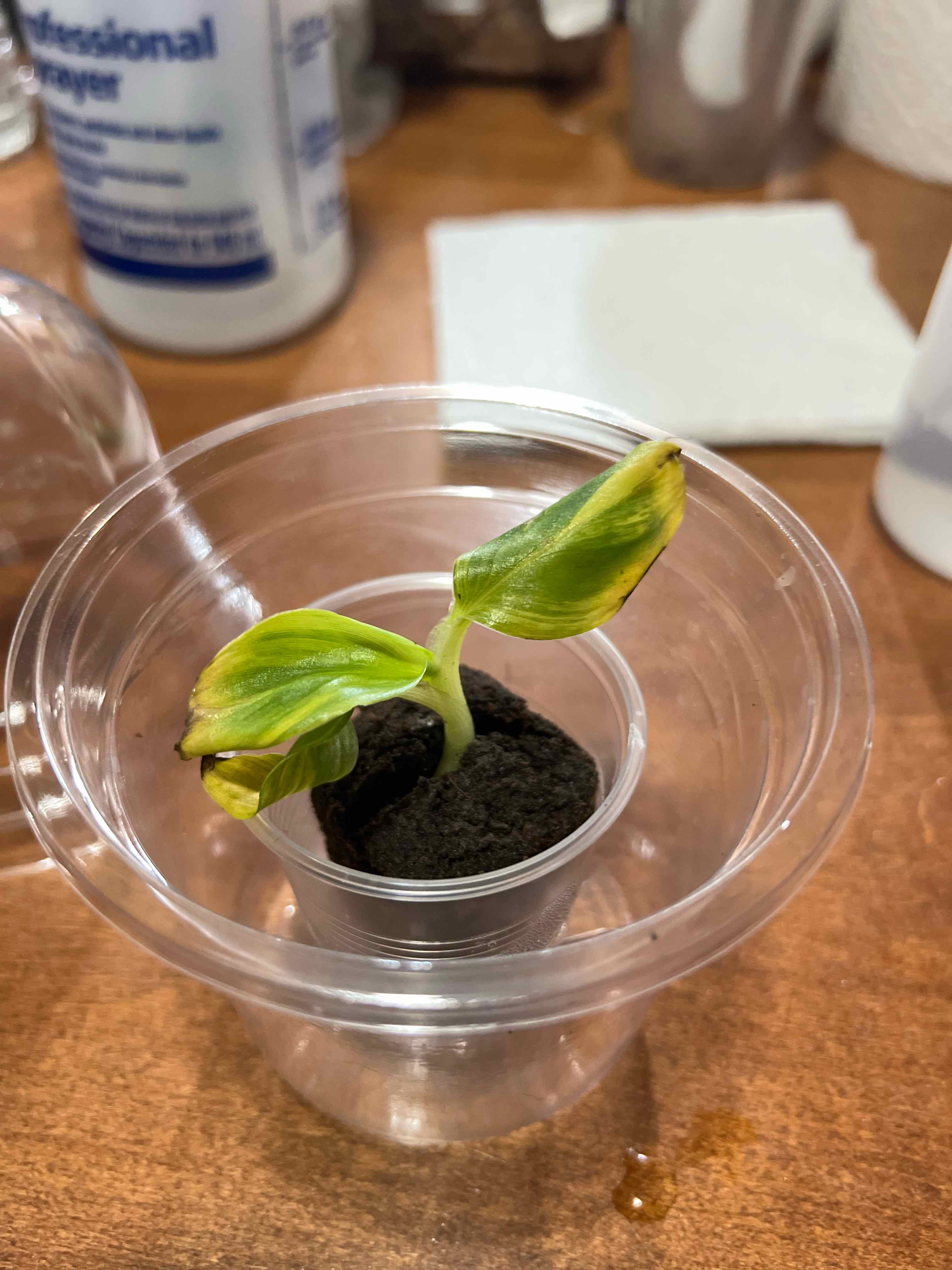 Photo of the plant species Florida Variegated Banana by @MoonrootAndRune named Musaa on Greg, the plant care app