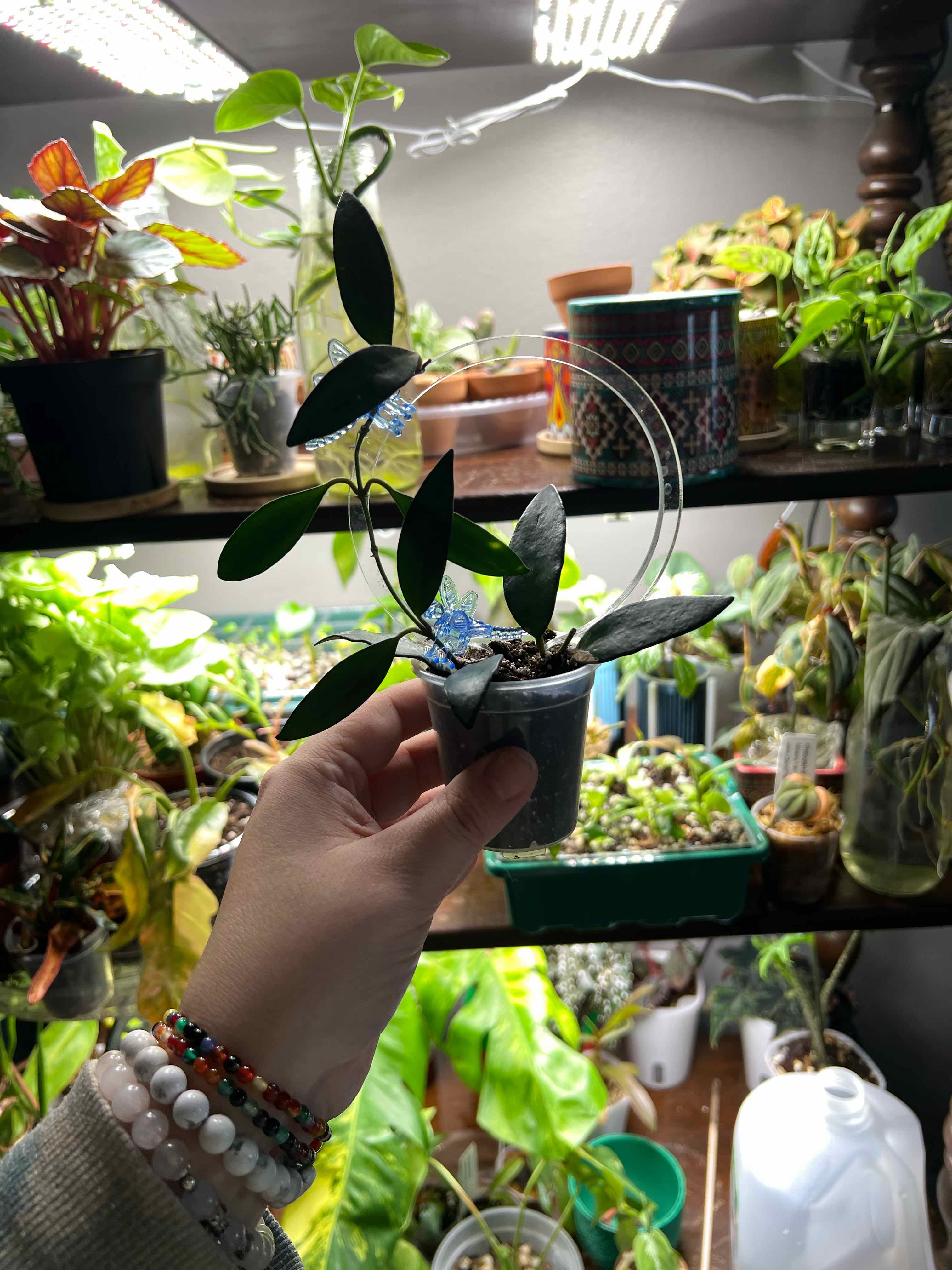 Photo of the plant species Hoya 'Rosita' by @MoonrootAndRune named Ronaldo on Greg, the plant care app