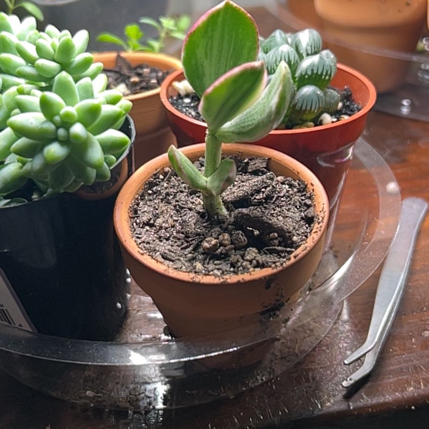 Photo of the plant species Tricolor Jade by @MoonrootAndRune named Morgan Treeman on Greg, the plant care app