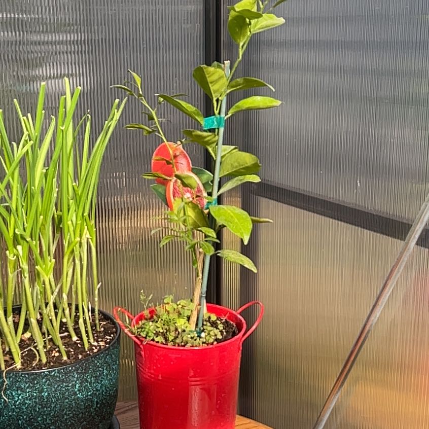 Photo of the plant species Blood Orange by @MoonrootAndRune named Orwell on Greg, the plant care app