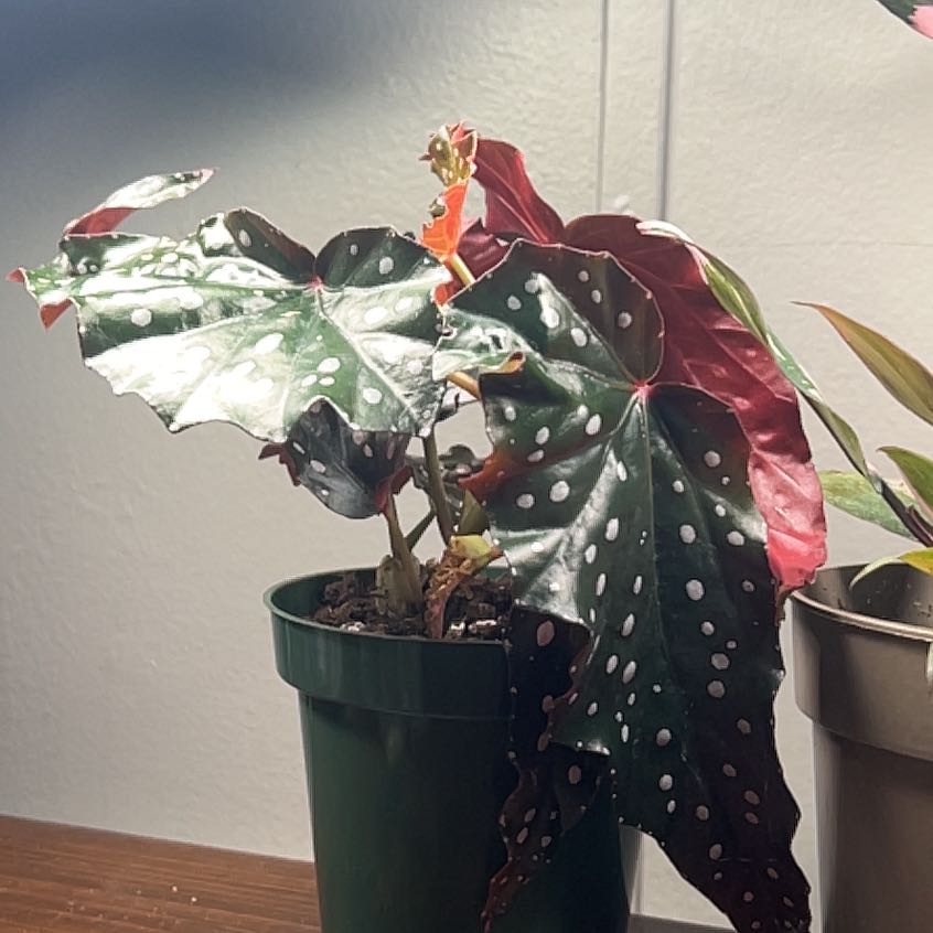 Plant care for Black Jade Snake plant on Greg, the plant care app