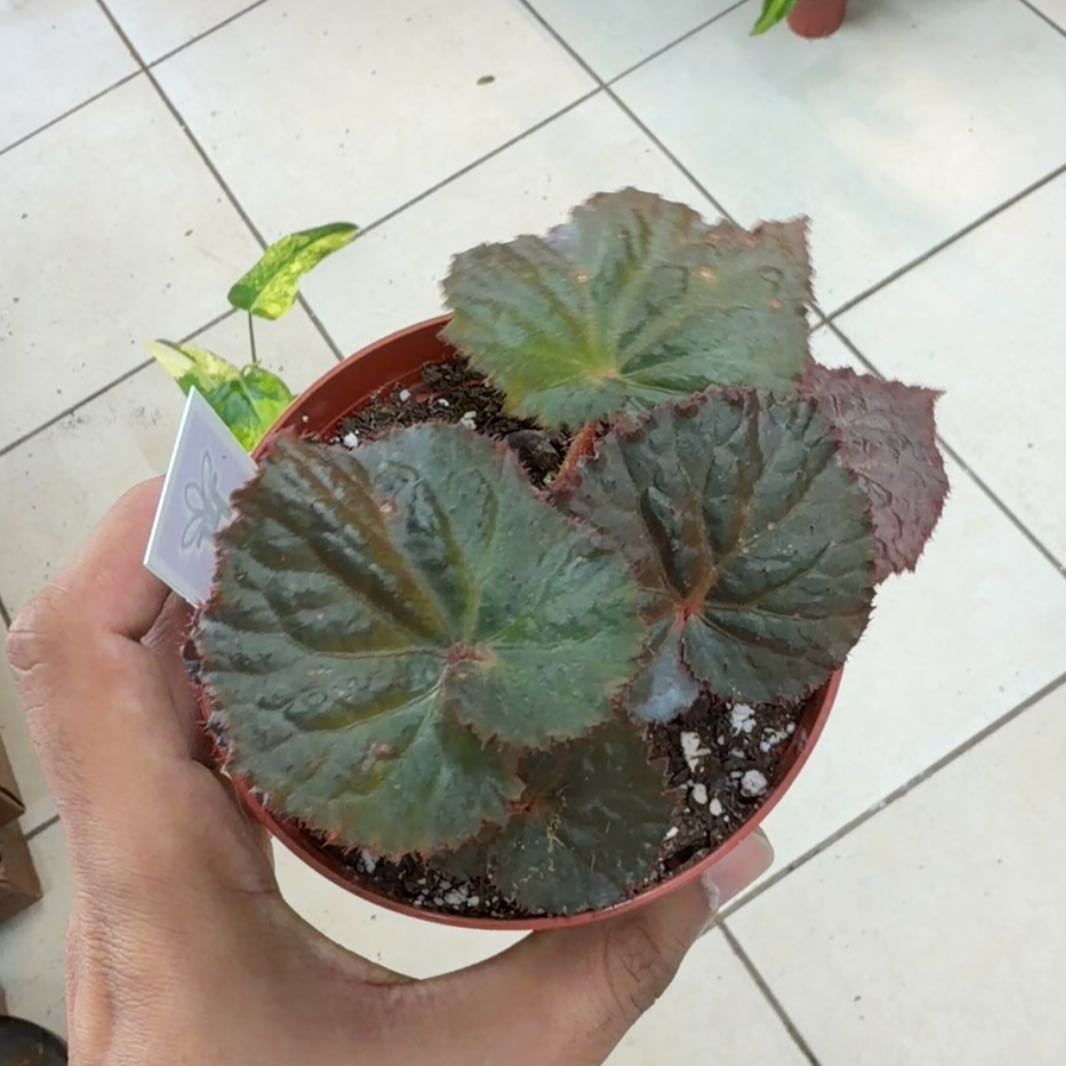 Photo of the plant species Begonia 'Midnight Magic' by @MoonrootAndRune named Cinderella on Greg, the plant care app