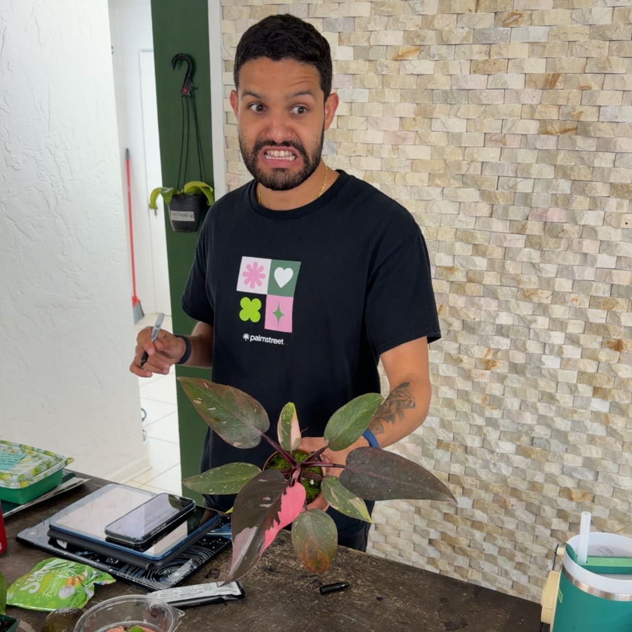 Photo of the plant species Black Cherry Pink Princess by @MoonrootAndRune named Jasmine on Greg, the plant care app