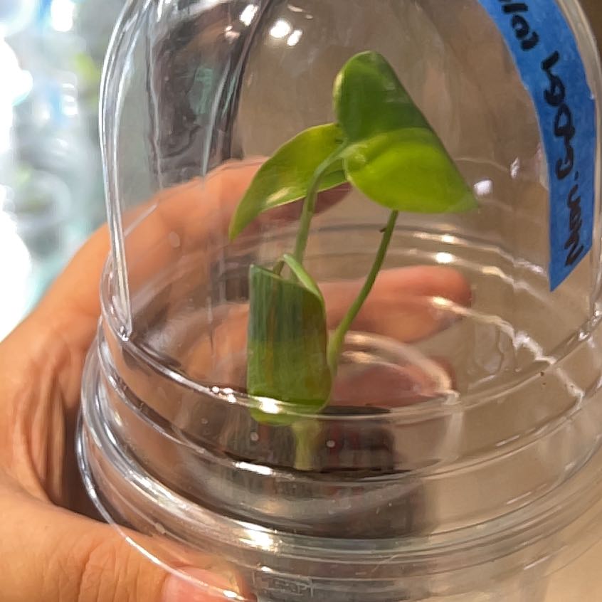 Photo of the plant species Monstera 'Aurea Marmorata' by @MoonrootAndRune named GoG on Greg, the plant care app