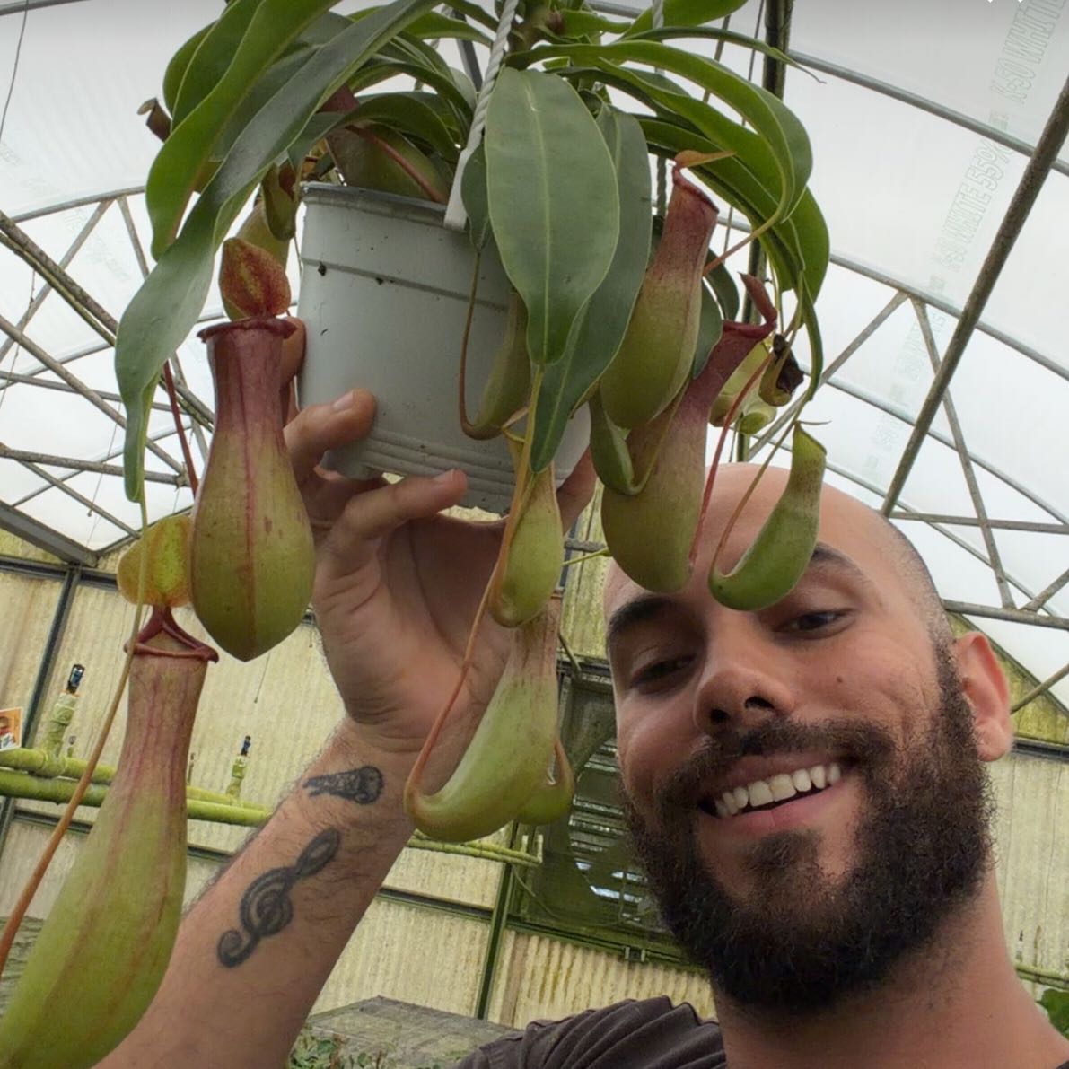 Photo of the plant species Nepenthes Monkey Jars by @MoonrootAndRune named Drake on Greg, the plant care app