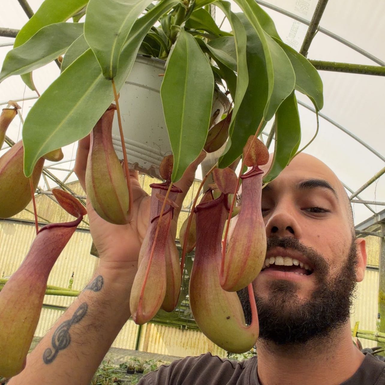 Photo of the plant species Nepenthes Monkey Jars by @MoonrootAndRune named Xena on Greg, the plant care app