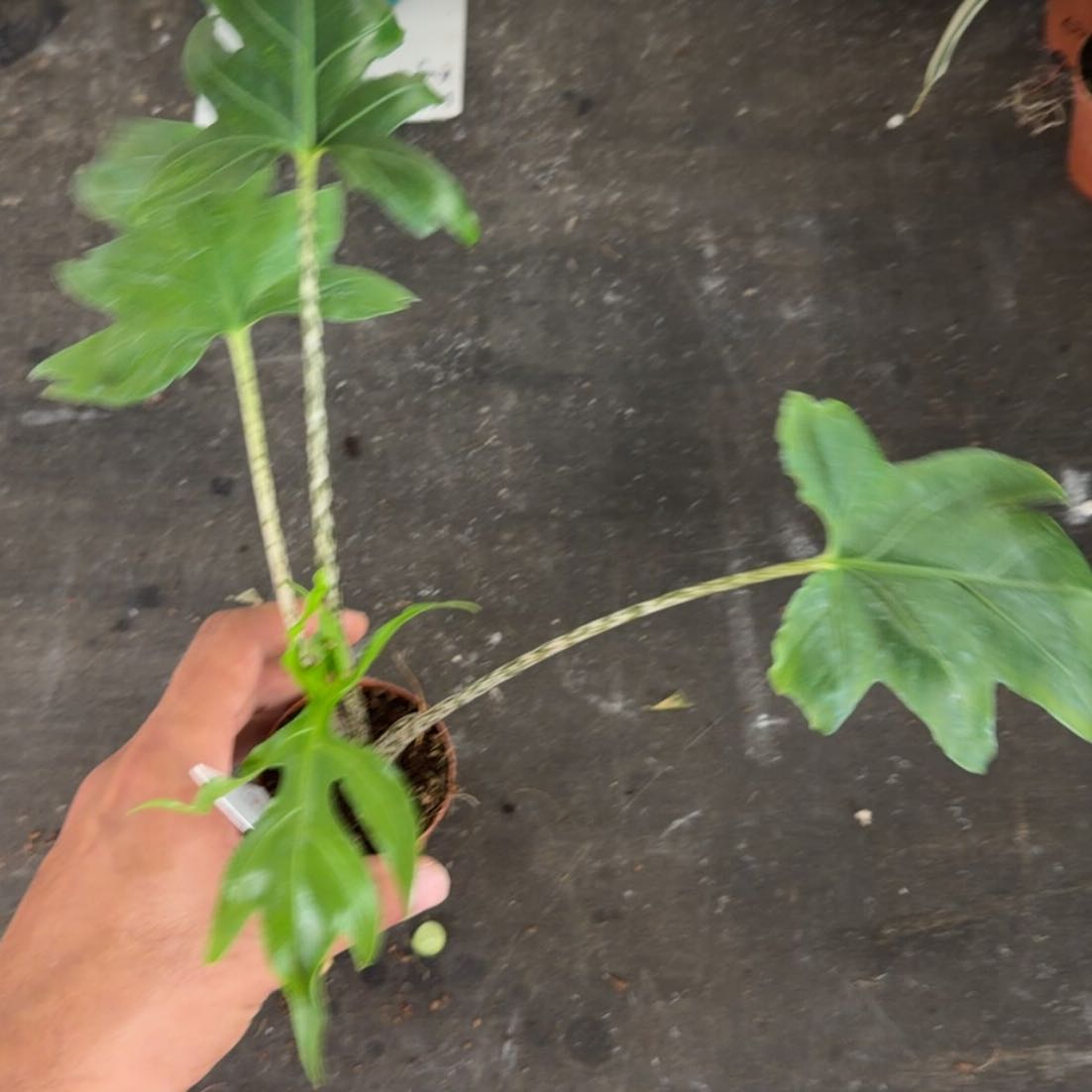 Photo of the plant species Alocasia brancifolia by @MoonrootAndRune named Little Foot on Greg, the plant care app