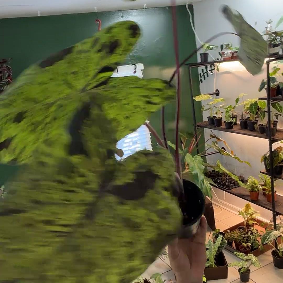 Photo of the plant species Taro 'Mojito' by @MoonrootAndRune named Dax on Greg, the plant care app