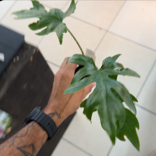 Photo of the plant species Alocasia brancifolia by @MoonrootAndRune named Ducky on Greg, the plant care app