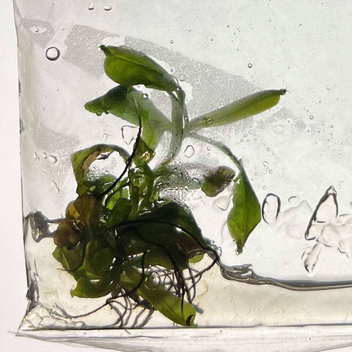 Photo of the plant species Nepenthes Monkey Jars by @MoonrootAndRune named Tolkien on Greg, the plant care app