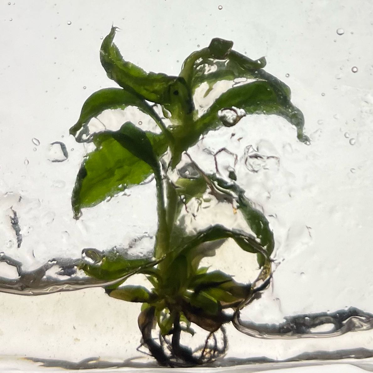 Photo of the plant species Nepenthes Monkey Jars by @MoonrootAndRune named Wall-E on Greg, the plant care app