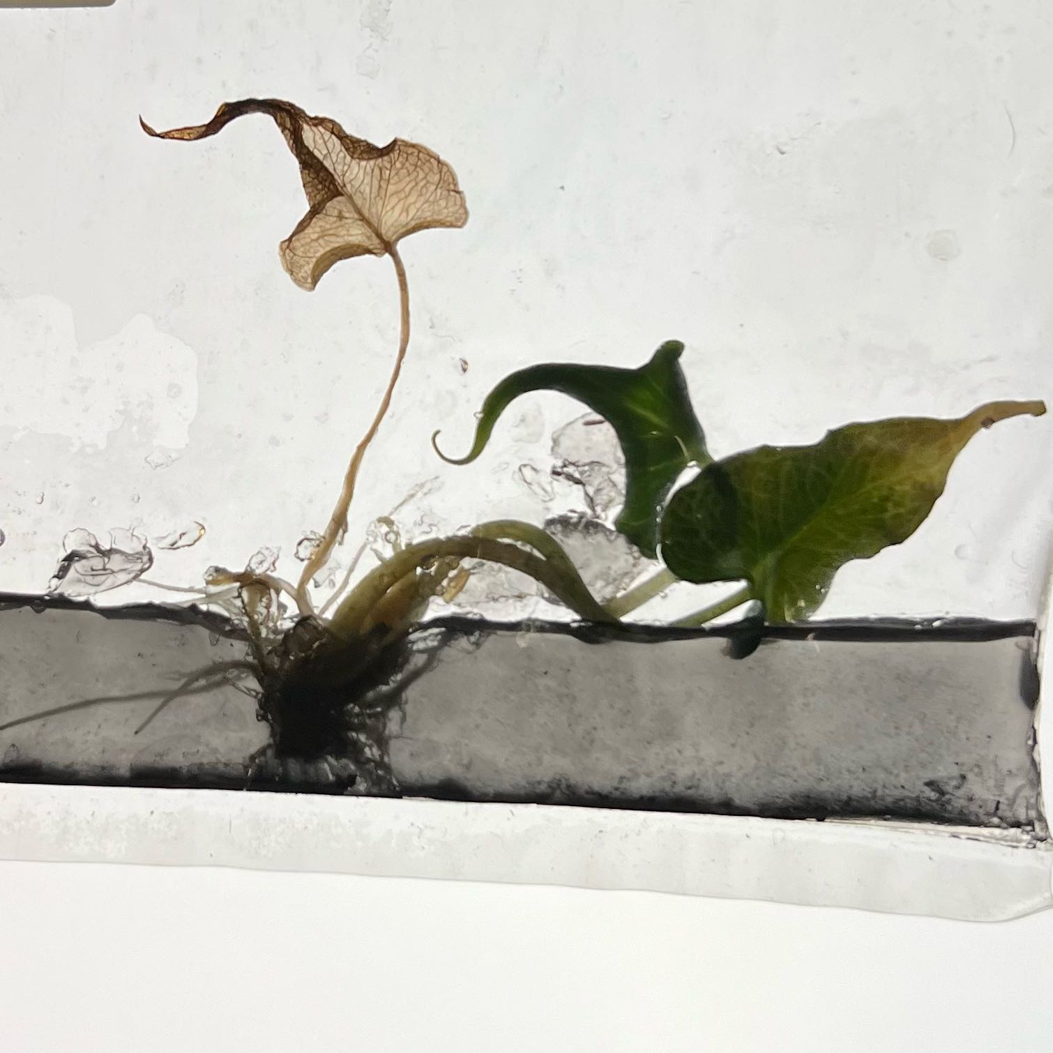 Photo of the plant species Alocasia Loco by @MoonrootAndRune named Harley Quinn on Greg, the plant care app