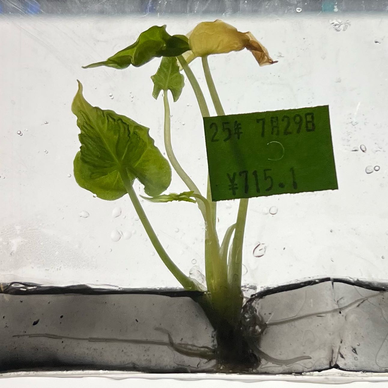 Photo of the plant species Alocasia 'Teletubbies' by @MoonrootAndRune named Tinky-Winky on Greg, the plant care app