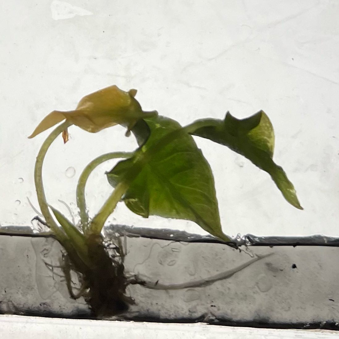 Photo of the plant species Alocasia Loco by @MoonrootAndRune named Joker on Greg, the plant care app