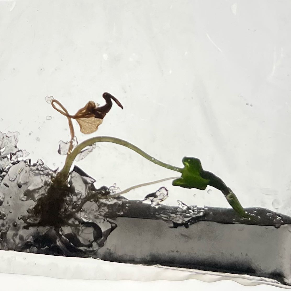 Photo of the plant species Alocasia Loco by @MoonrootAndRune named Batman on Greg, the plant care app