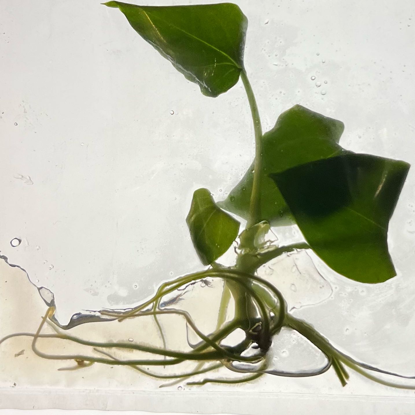 Photo of the plant species Anthurium 'Napo' by @MoonrootAndRune named Nina on Greg, the plant care app