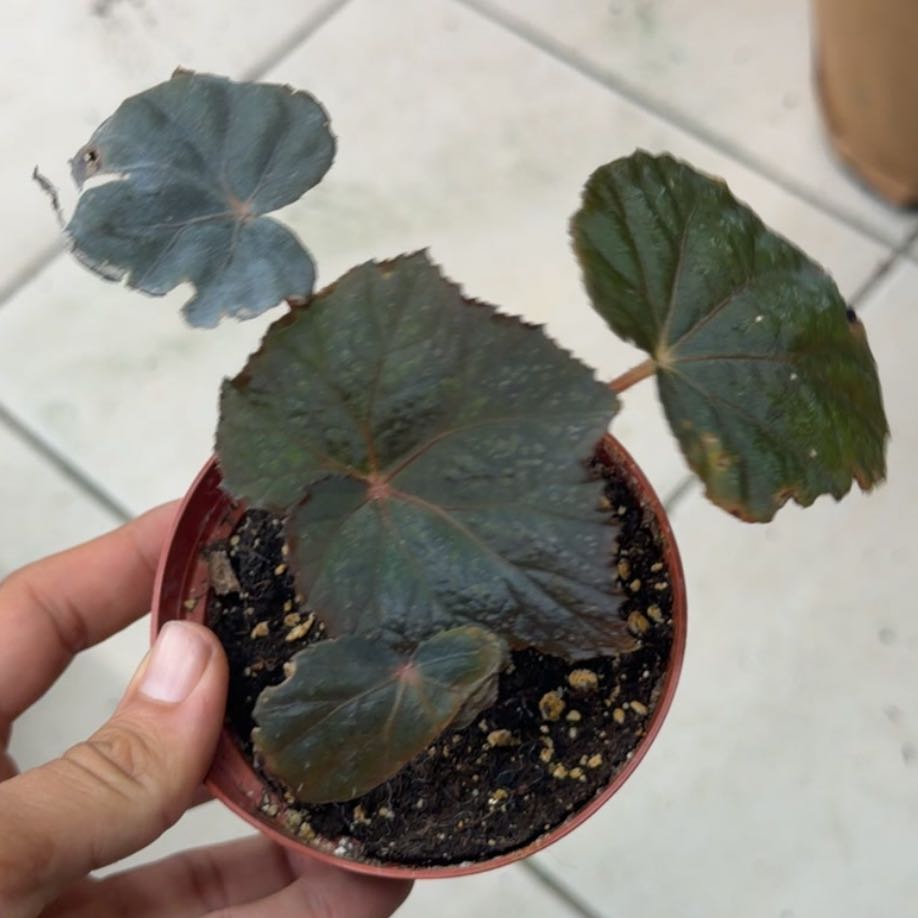 Photo of the plant species Begonia taconite by @MoonrootAndRune named Gir on Greg, the plant care app