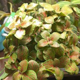 Photo of the plant species Fittonia 'Flammule' by @MoonrootAndRune named Nerve on Greg, the plant care app