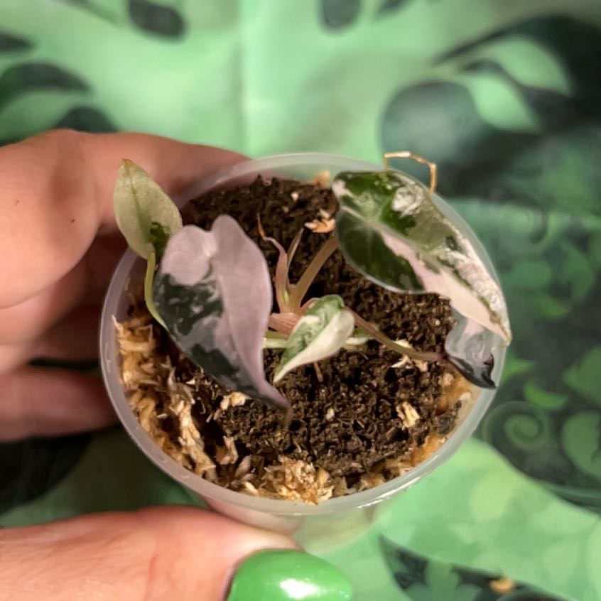 Photo of the plant species Alocasia Pink Bambino by @MoonrootAndRune named Madonna on Greg, the plant care app