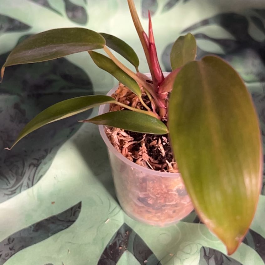 Photo of the plant species Philodendron 'Florida Bronze' by @MoonrootAndRune named Remington on Greg, the plant care app