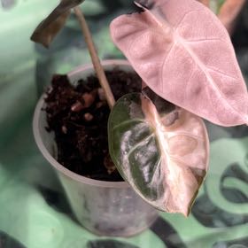 Photo of the plant species Alocasia 'Balloon Heart Pink' by @MoonrootAndRune named Bella on Greg, the plant care app