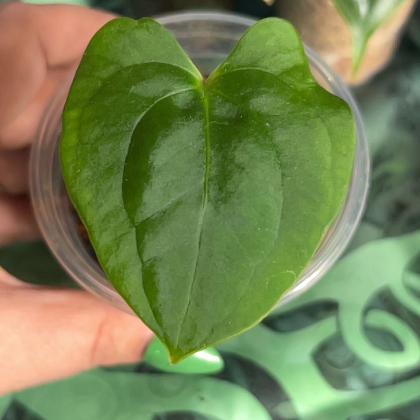 Photo of the plant species Anthurium Dark Phoenix x PanaMama by @MoonrootAndRune named Phoebe on Greg, the plant care app