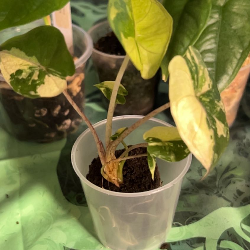 Photo of the plant species Alocasia 'Zebrina Aurea' by @MoonrootAndRune named Sabrina on Greg, the plant care app