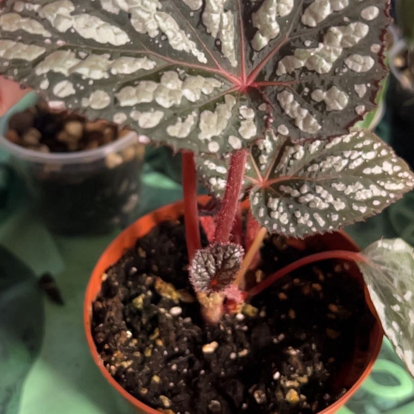 Photo of the plant species Betsy Begonia by @MoonrootAndRune named Betsy on Greg, the plant care app