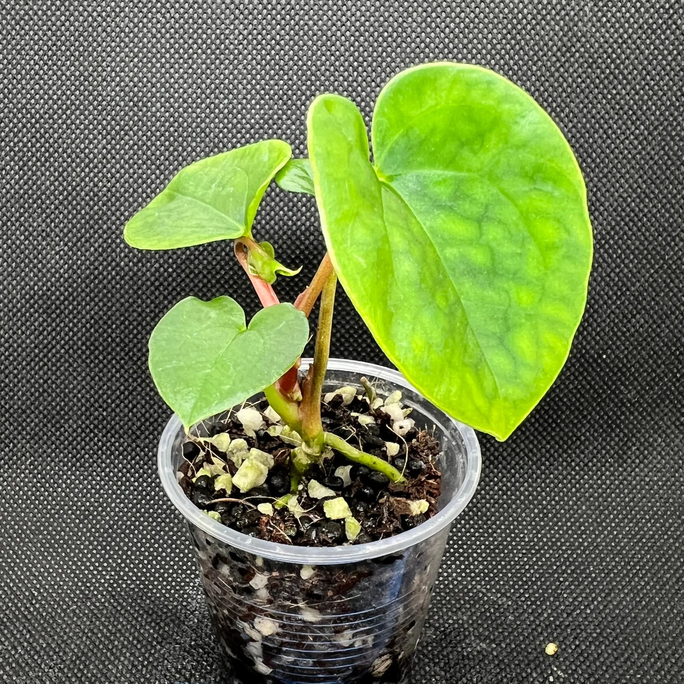 Photo of the plant species Anthurium 'Black Magic' by @MoonrootAndRune named Merlin on Greg, the plant care app
