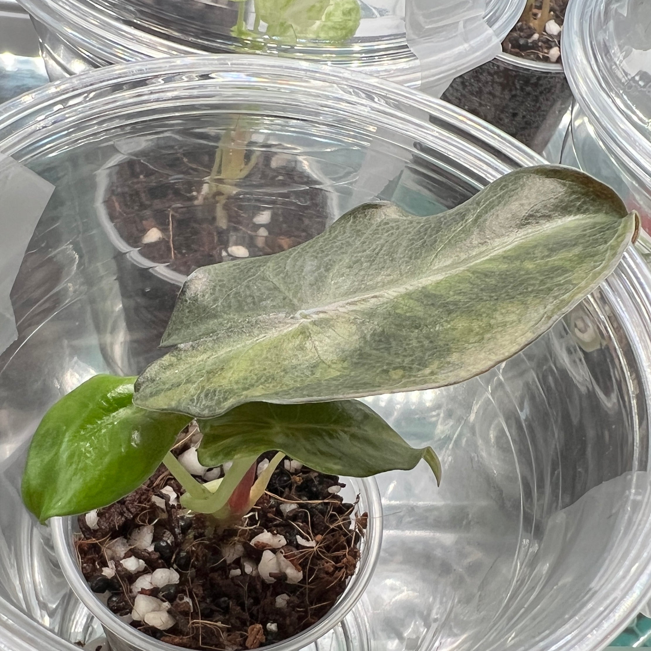 Photo of the plant species Alocasia Pink Dragon Variegated by @MoonrootAndRune named Alexstrasza on Greg, the plant care app