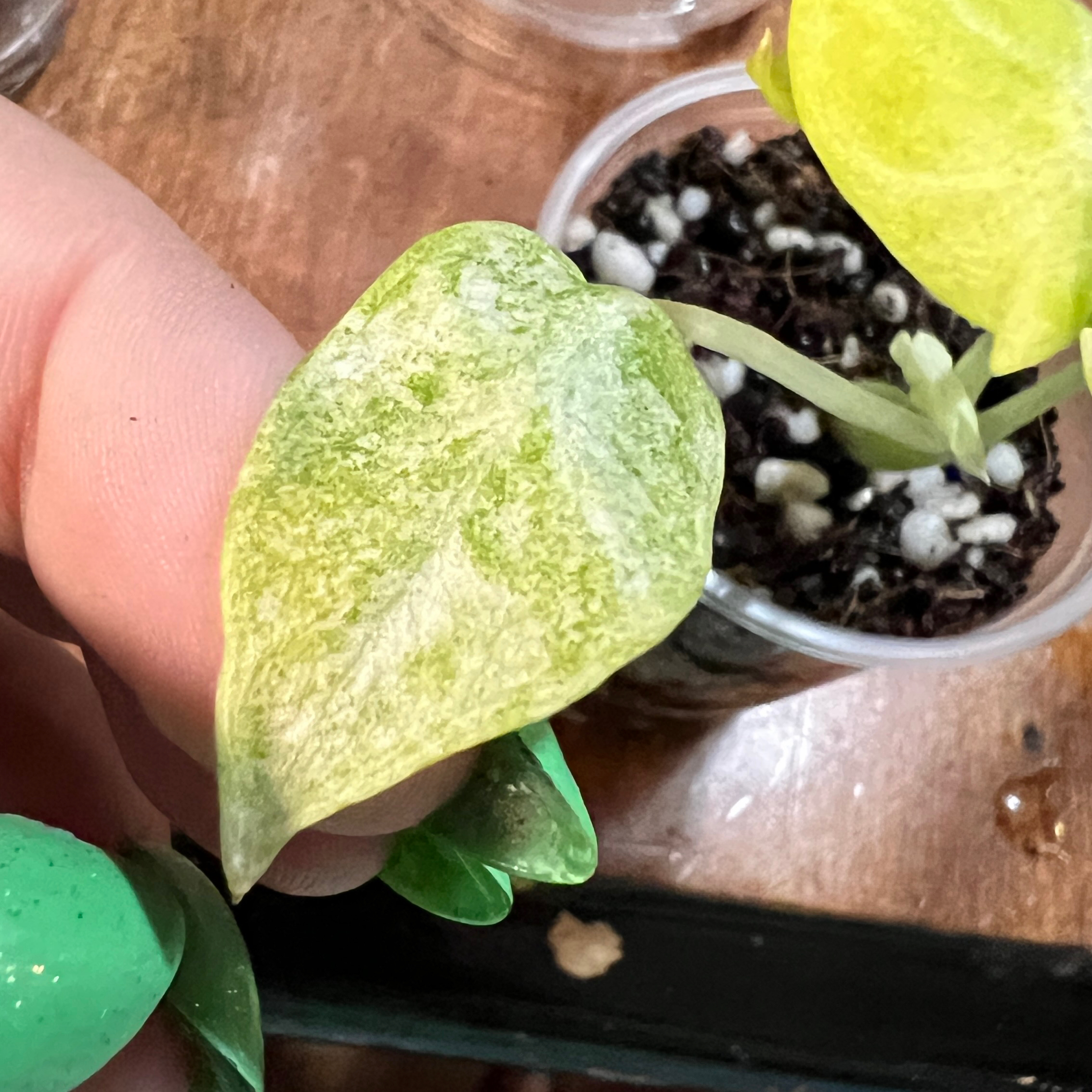 Photo of the plant species Alocasia Ninja Tri-Color by @MoonrootAndRune named Sakura on Greg, the plant care app