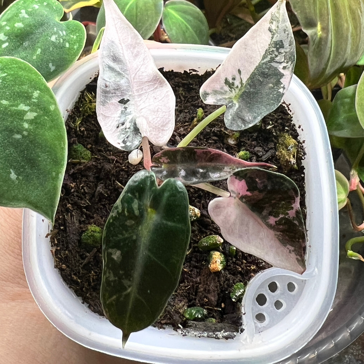 Photo of the plant species Alocasia Pink Bambino by @MoonrootAndRune named Barbie on Greg, the plant care app