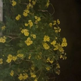 Photo of the plant species Bird's-Foot Trefoil by @SacredEndive17 named Zeus on Greg, the plant care app