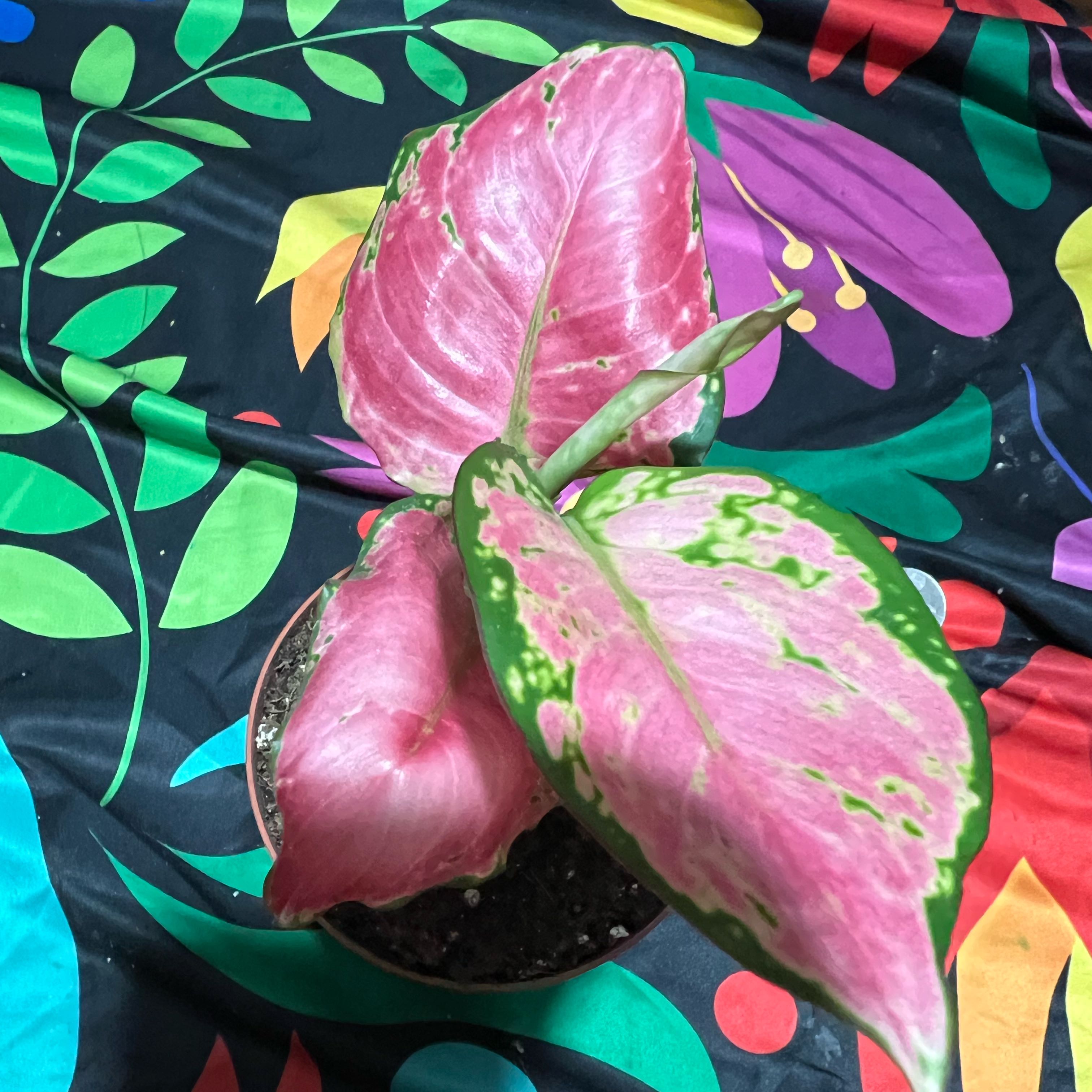 Photo of the plant species 'Lucky Red' by @ClassyHemlock14 named Mena on Greg, the plant care app