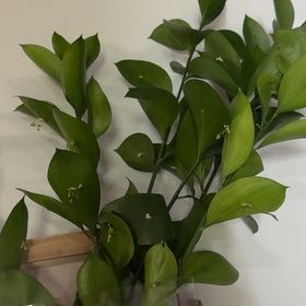 Photo of the plant species Spineless Butcher's-Broom by @ChampKatsura18 named Achilles on Greg, the plant care app