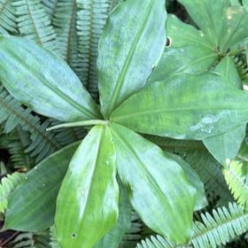 Photo of the plant species Crape Ginger by @QuietWeed1 named Tupot amaroot on Greg, the plant care app