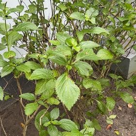 Photo of the plant species Blue Porterweed by @QuietWeed1 named Einstein on Greg, the plant care app
