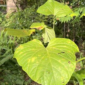 Photo of the plant species Pagoda Flower by @QuietWeed1 named Elle on Greg, the plant care app